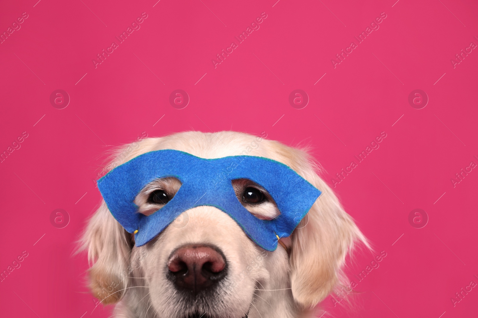 Photo of Adorable dog in blue superhero mask on pink background, closeup