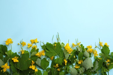 Photo of Celandine with beautiful yellow flowers on light blue background, flat lay. Space for text