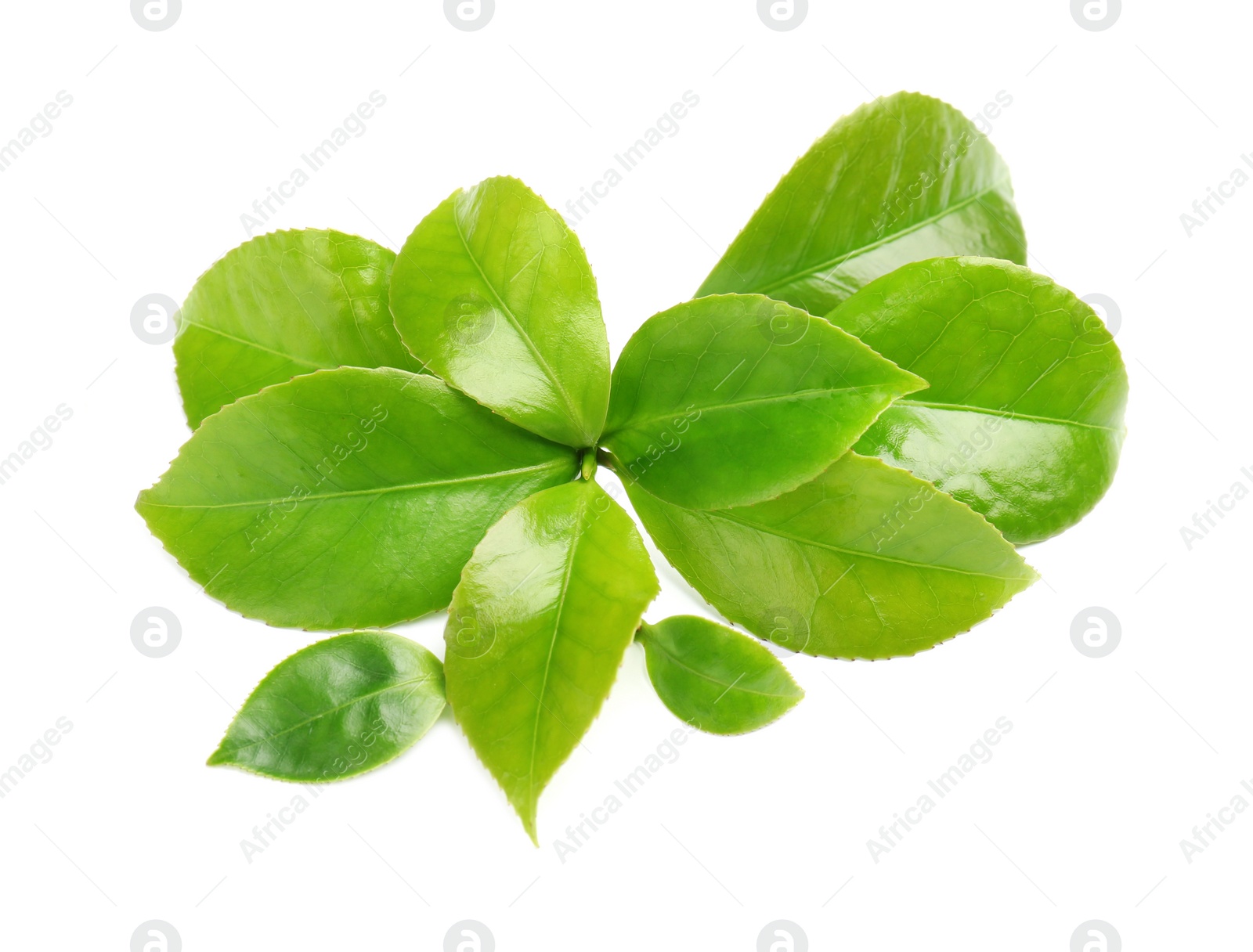 Photo of Green leaves of tea plant on white background