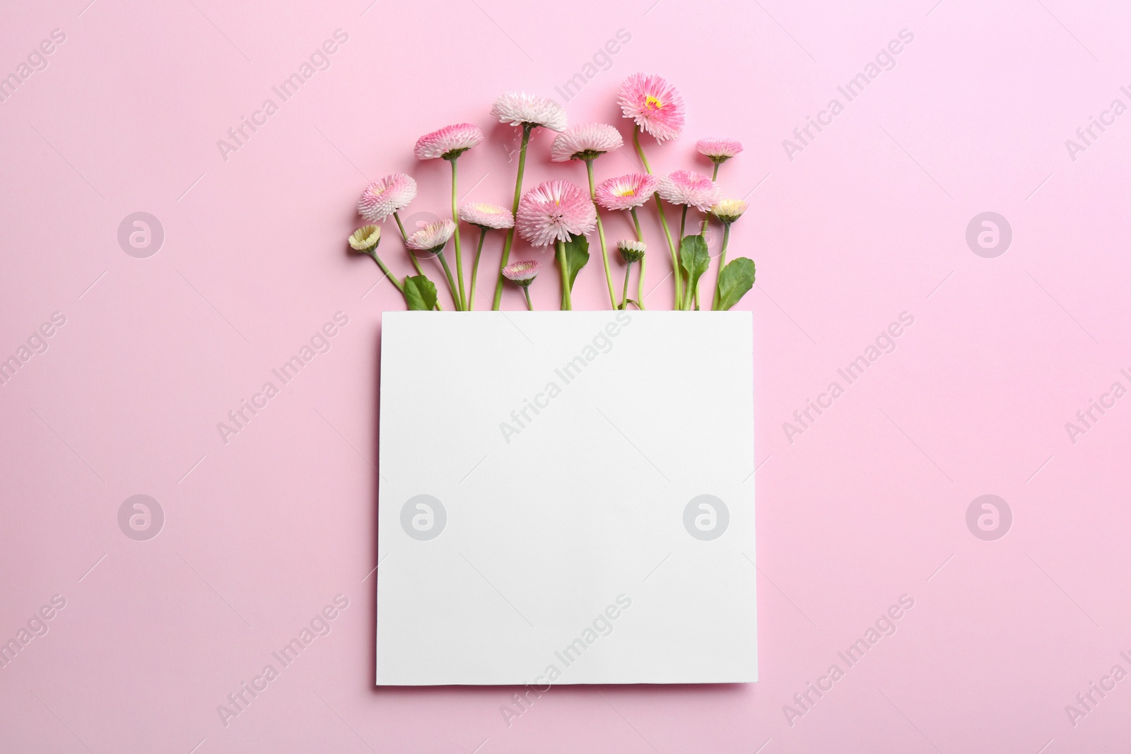 Photo of Flat lay composition with blooming daisies and space for text on white background. Spring flowers