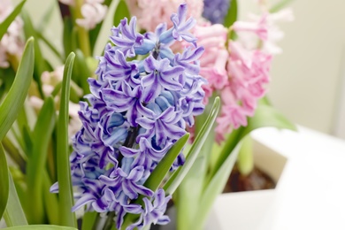 Photo of Beautiful spring hyacinth flowers with green leaves, closeup