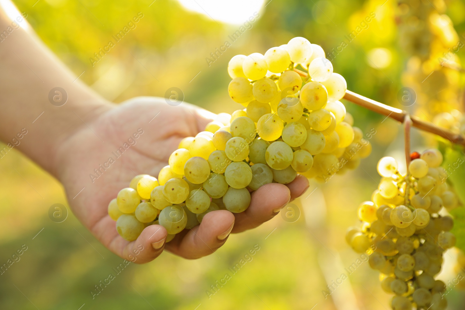 Photo of Man picking fresh ripe grapes in vineyard, closeup