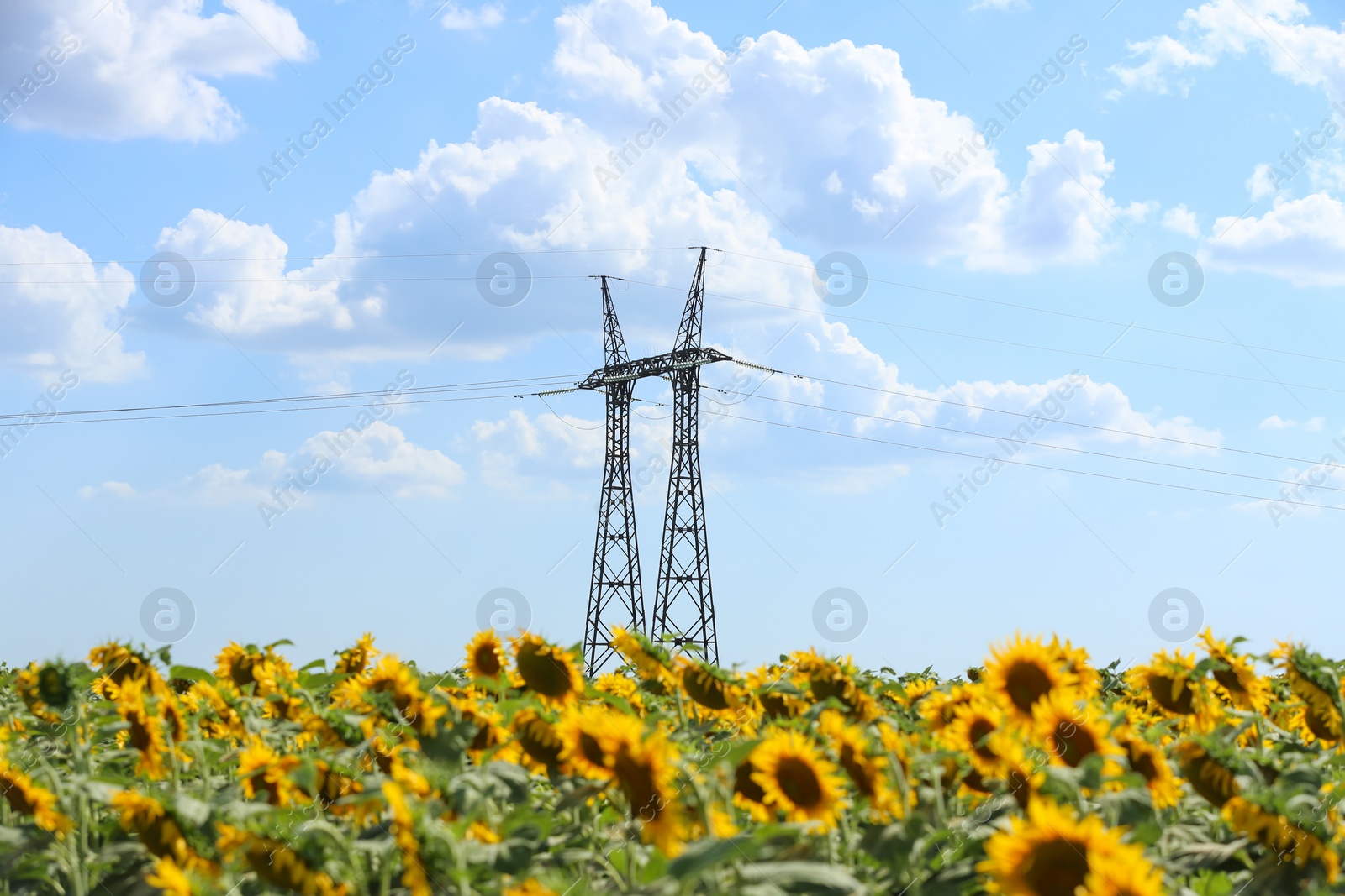 Photo of Beautiful blooming sunflowers in field on summer day