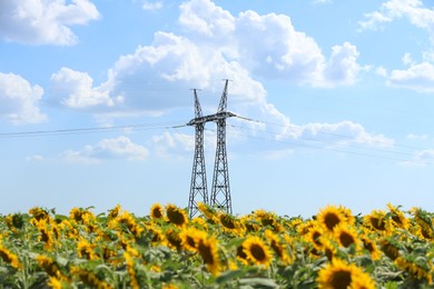 Beautiful blooming sunflowers in field on summer day