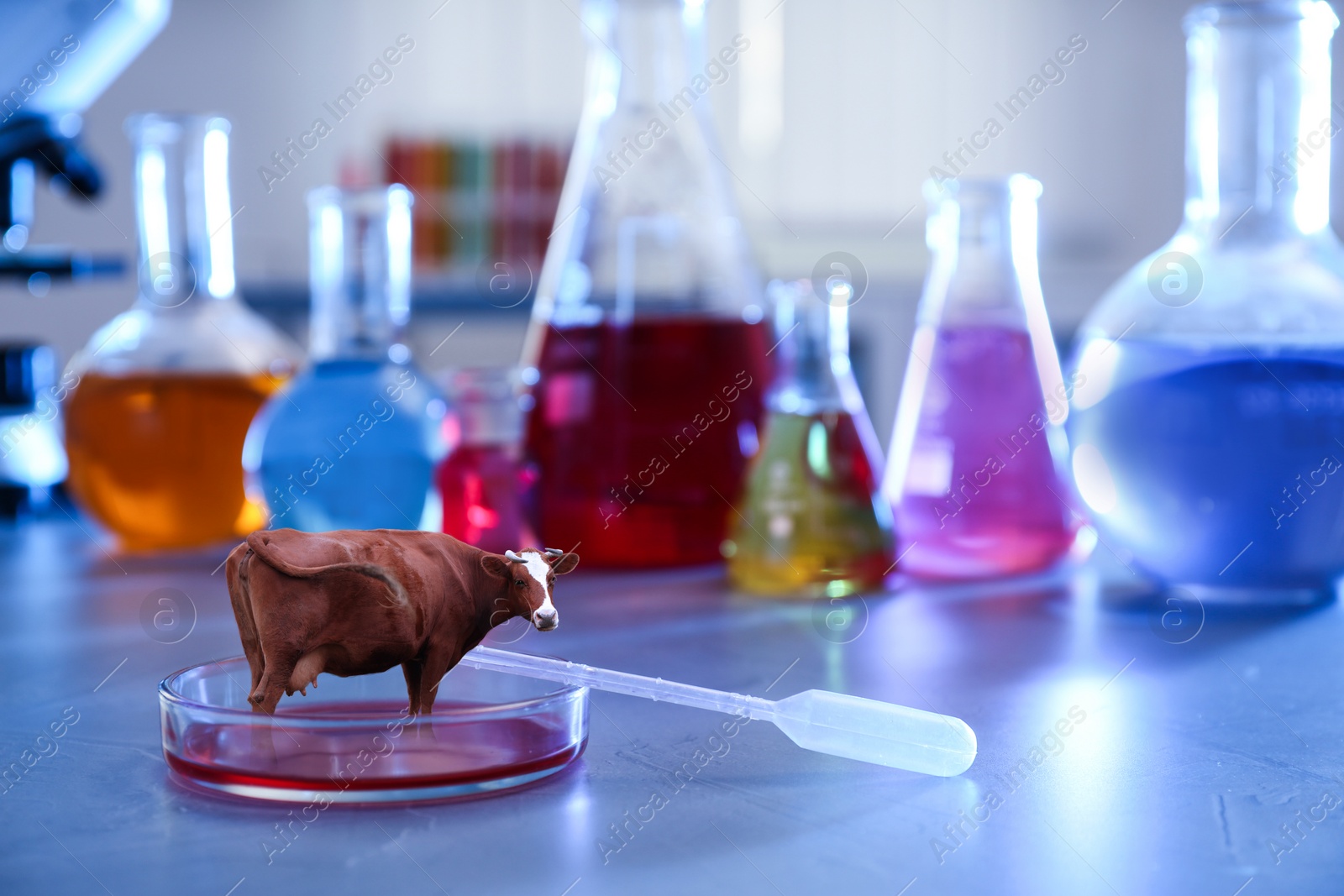 Image of Small cow in Petri dish on laboratory table. Cultured meat concept