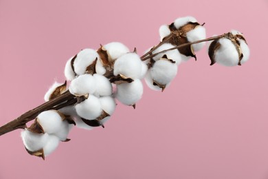 Beautiful cotton branch with fluffy flowers on pink background