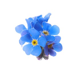 Photo of Beautiful blue Forget-me-not flowers isolated on white