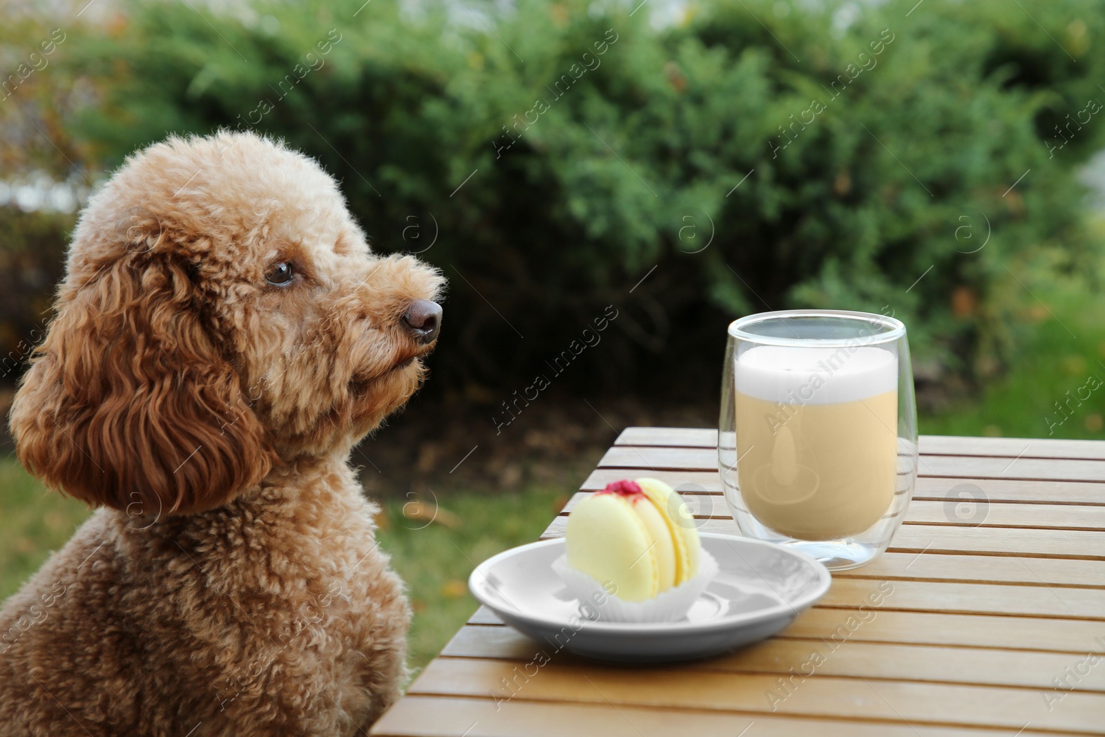 Photo of Cute fluffy dog sitting at table with coffee and macaron in outdoor cafe