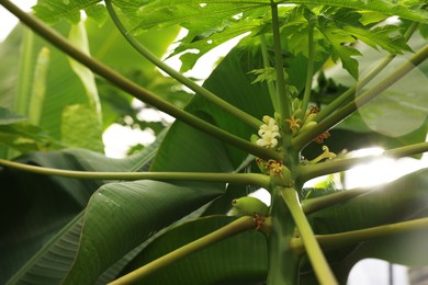 Photo of Blossoming papaya tree in greenhouse, low angle view