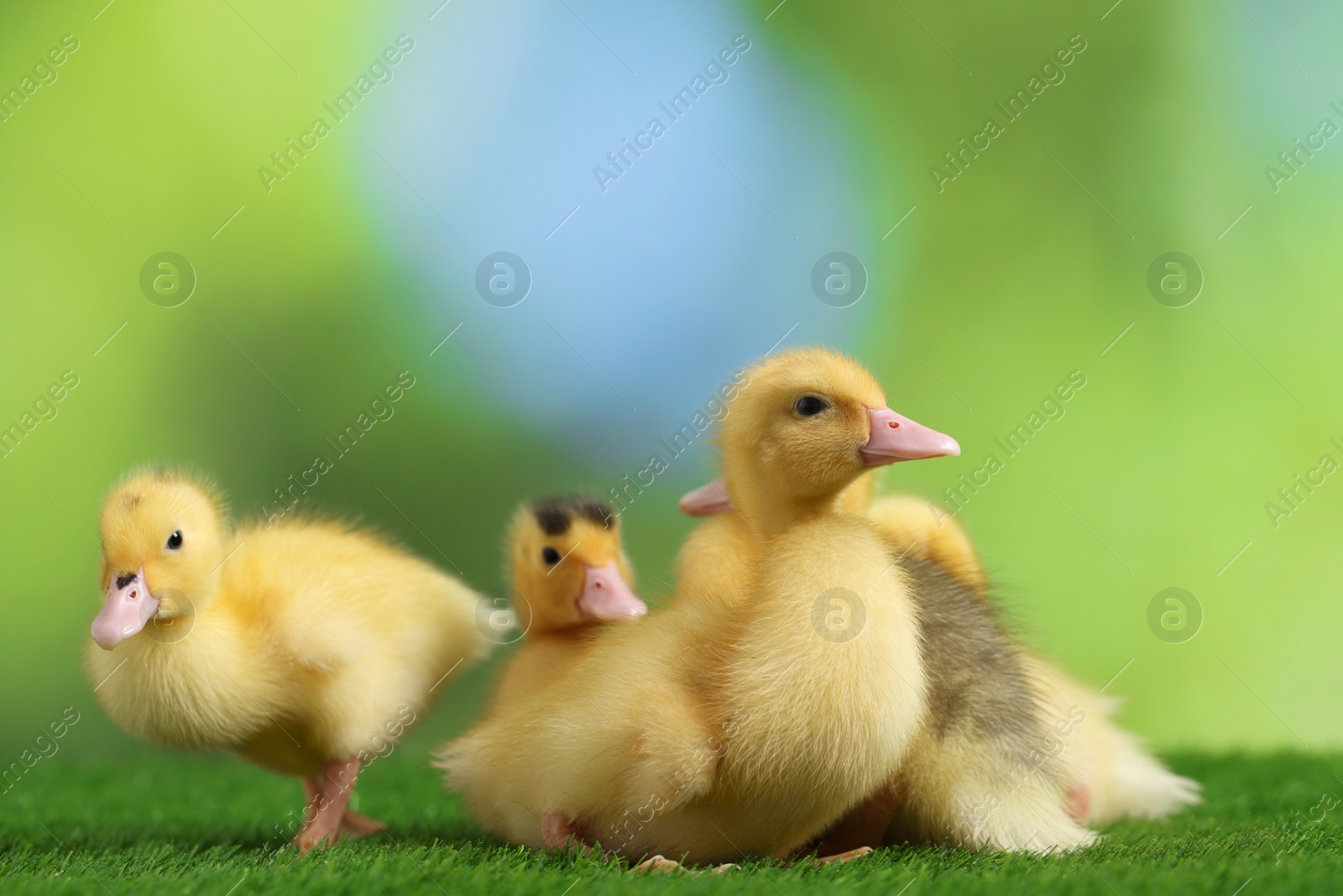 Photo of Cute fluffy ducklings on artificial grass against blurred background, closeup. Baby animals