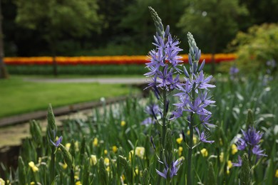Photo of Beautiful Camassia and yellow flowers growing in park, closeup with space for text. Spring season