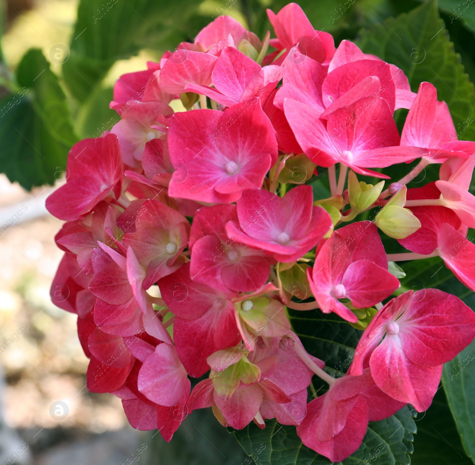 Photo of Beautiful tropical flowers with green leaves in garden, closeup. Space for text