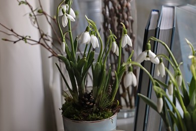 Photo of Blooming snowdrops and books on window sill indoors. First spring flowers