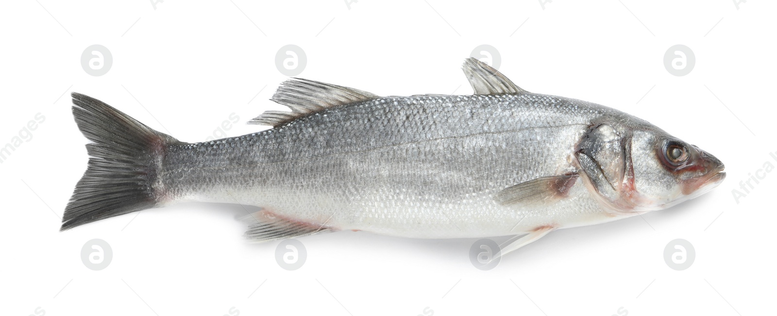 Photo of Fresh sea bass fish isolated on white, top view