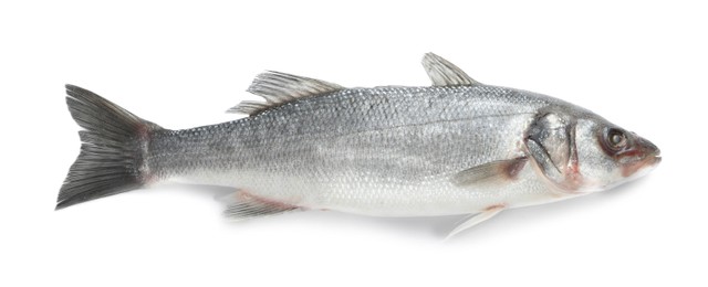 Photo of Fresh sea bass fish isolated on white, top view