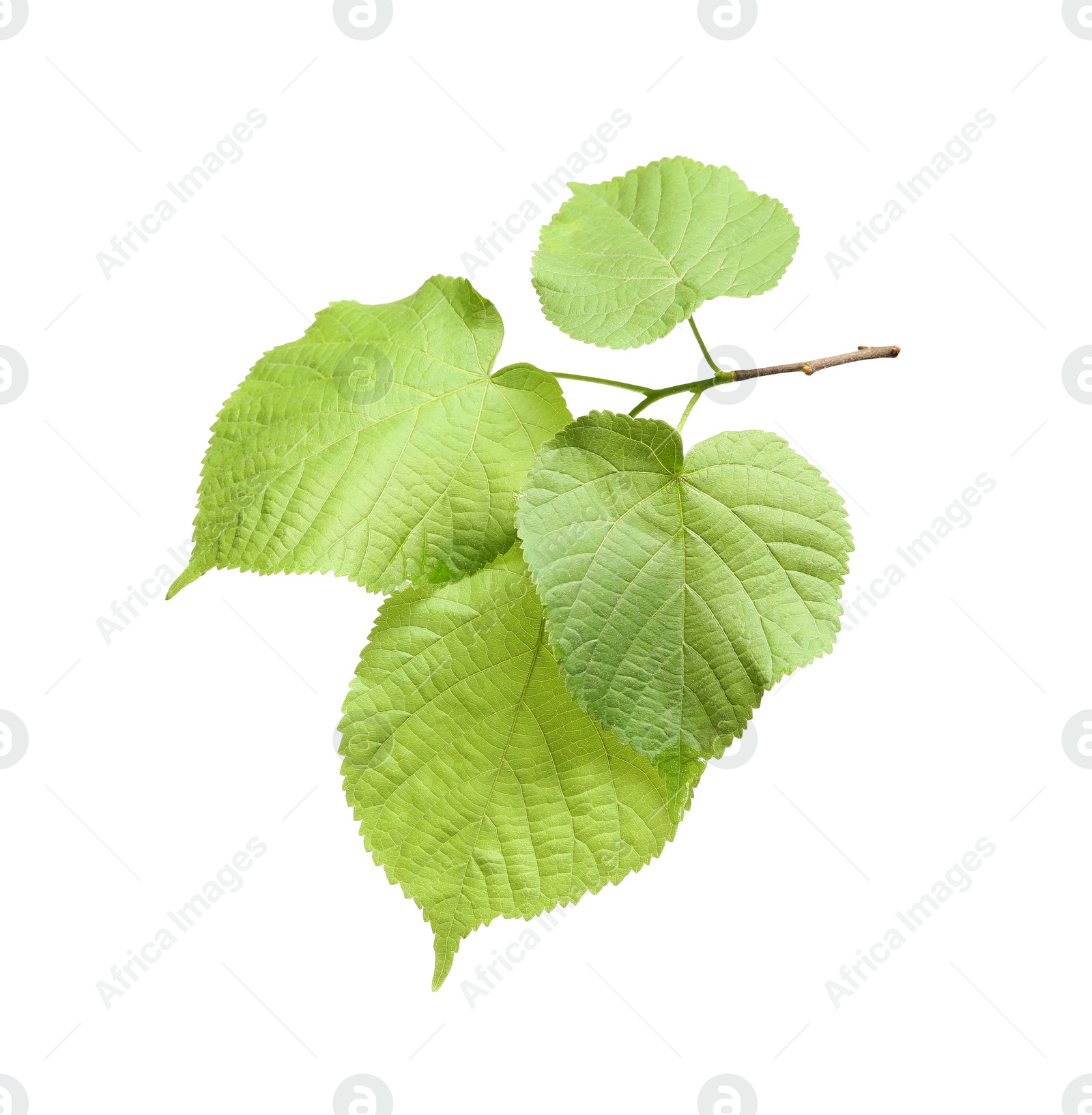 Photo of Branch of linden tree with young fresh green leaves isolated on white. Spring season