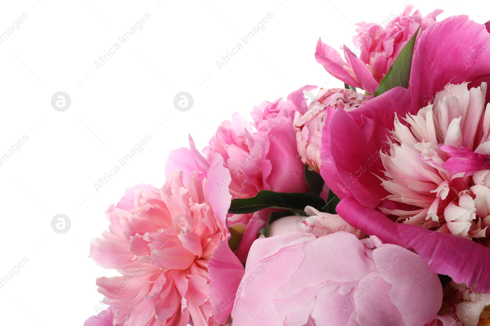 Photo of Bouquet of beautiful peonies on white background, closeup