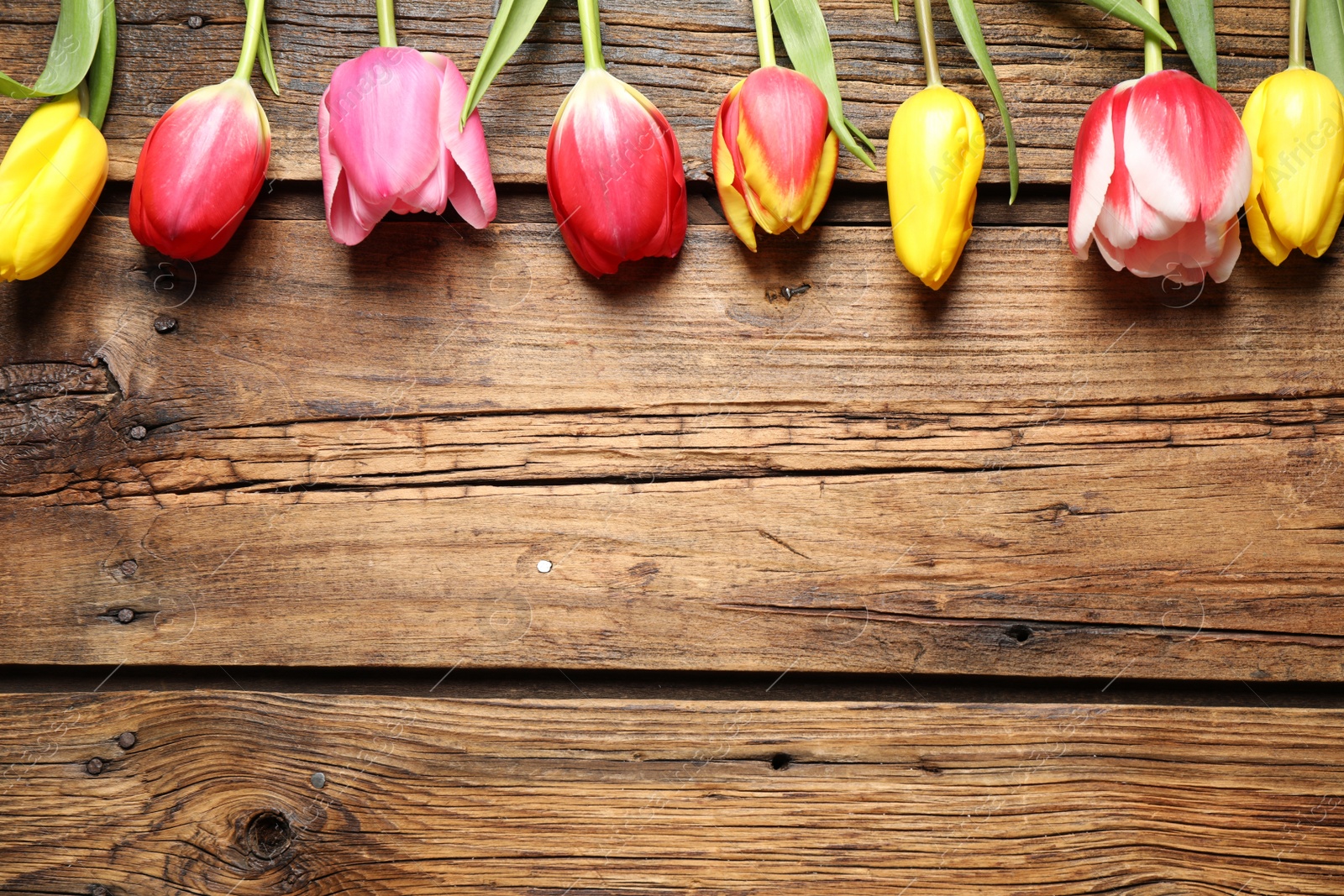 Photo of Beautiful spring tulips on wooden background, flat lay. Space for text