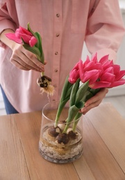 Photo of Woman putting pink tulips with bulbs into vase at table indoors, closeup