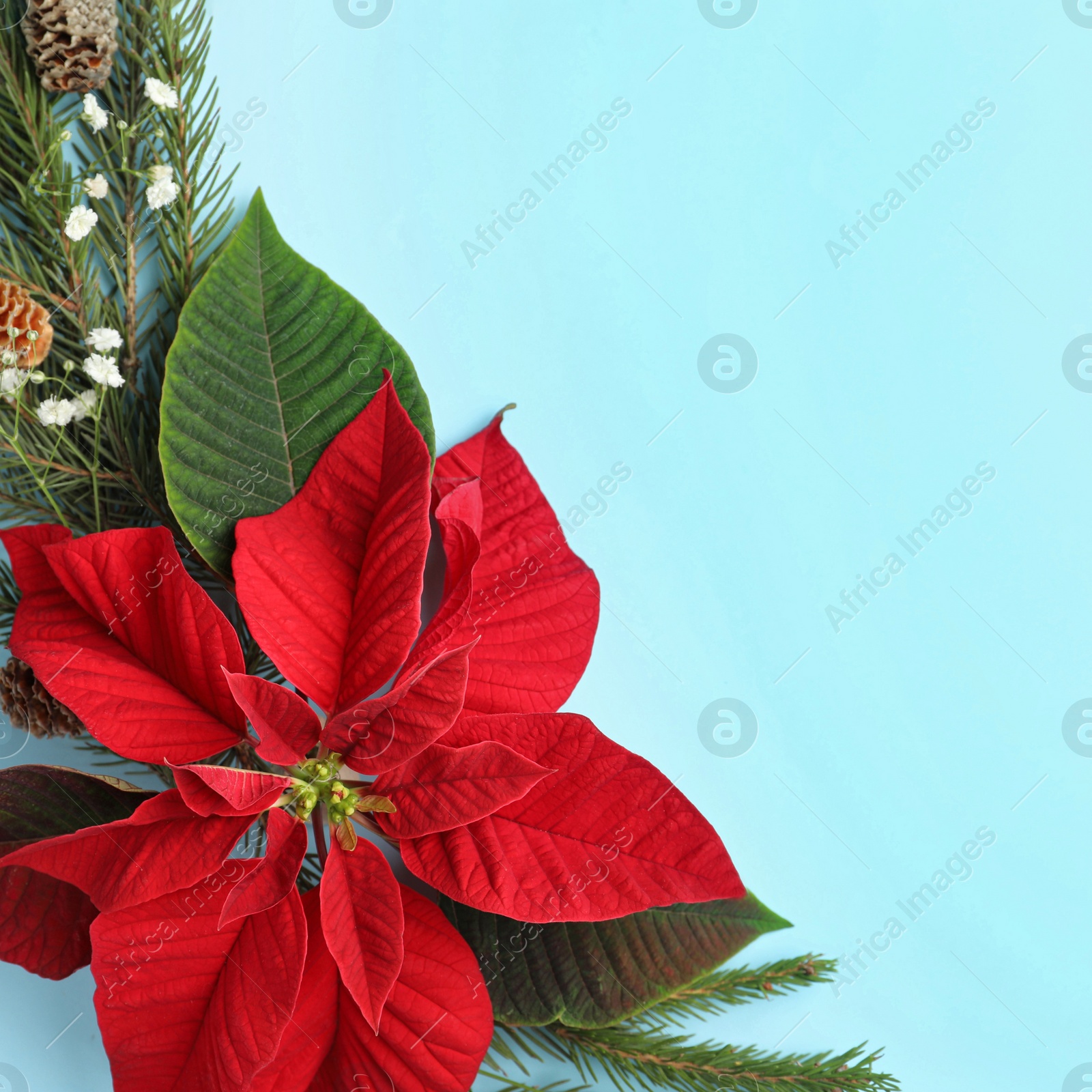 Photo of Flat lay composition with beautiful poinsettia on light cyan background, space for text. Christmas traditional flower