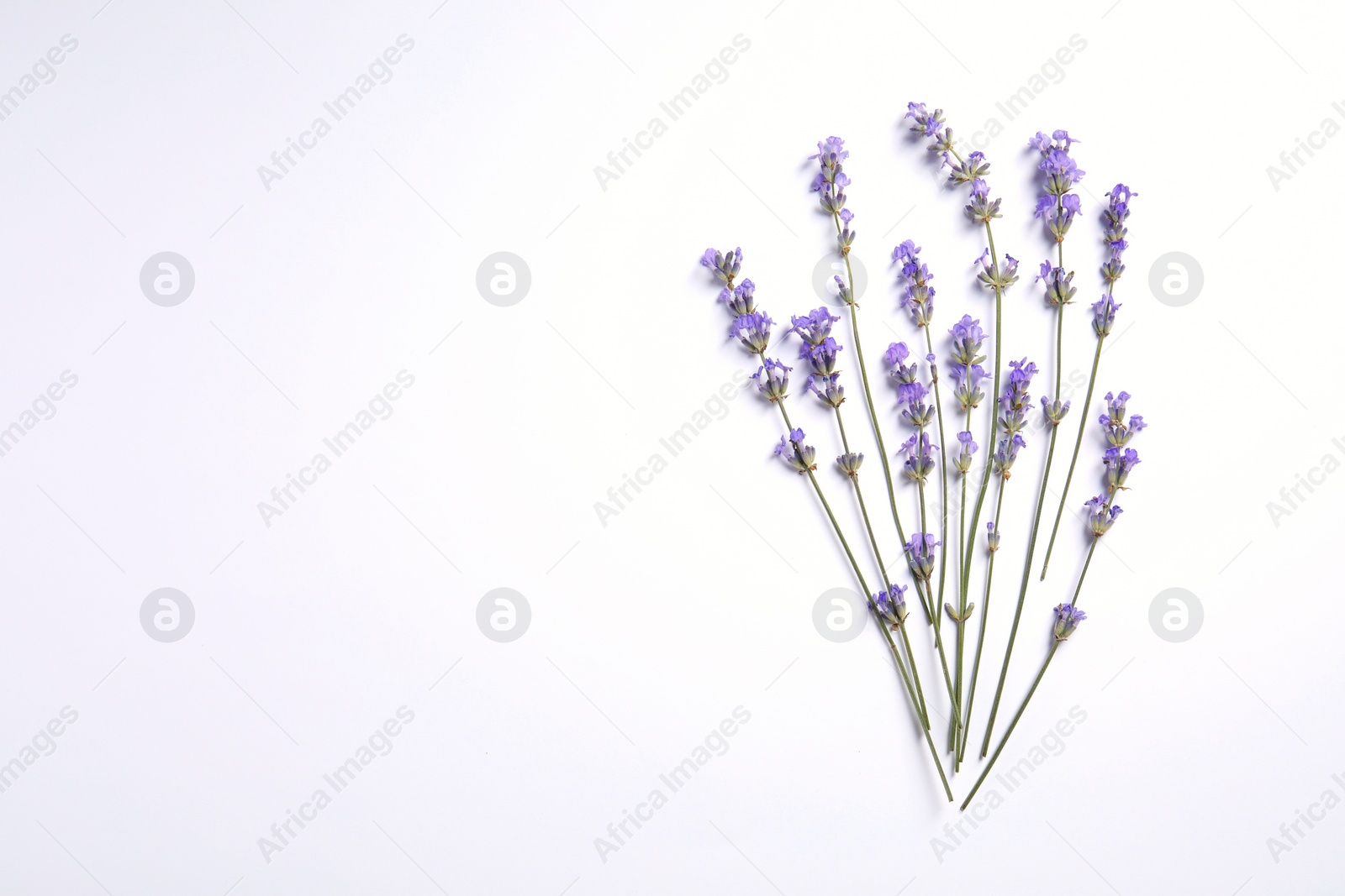 Photo of Beautiful aromatic lavender flowers on white background, flat lay. Space for text