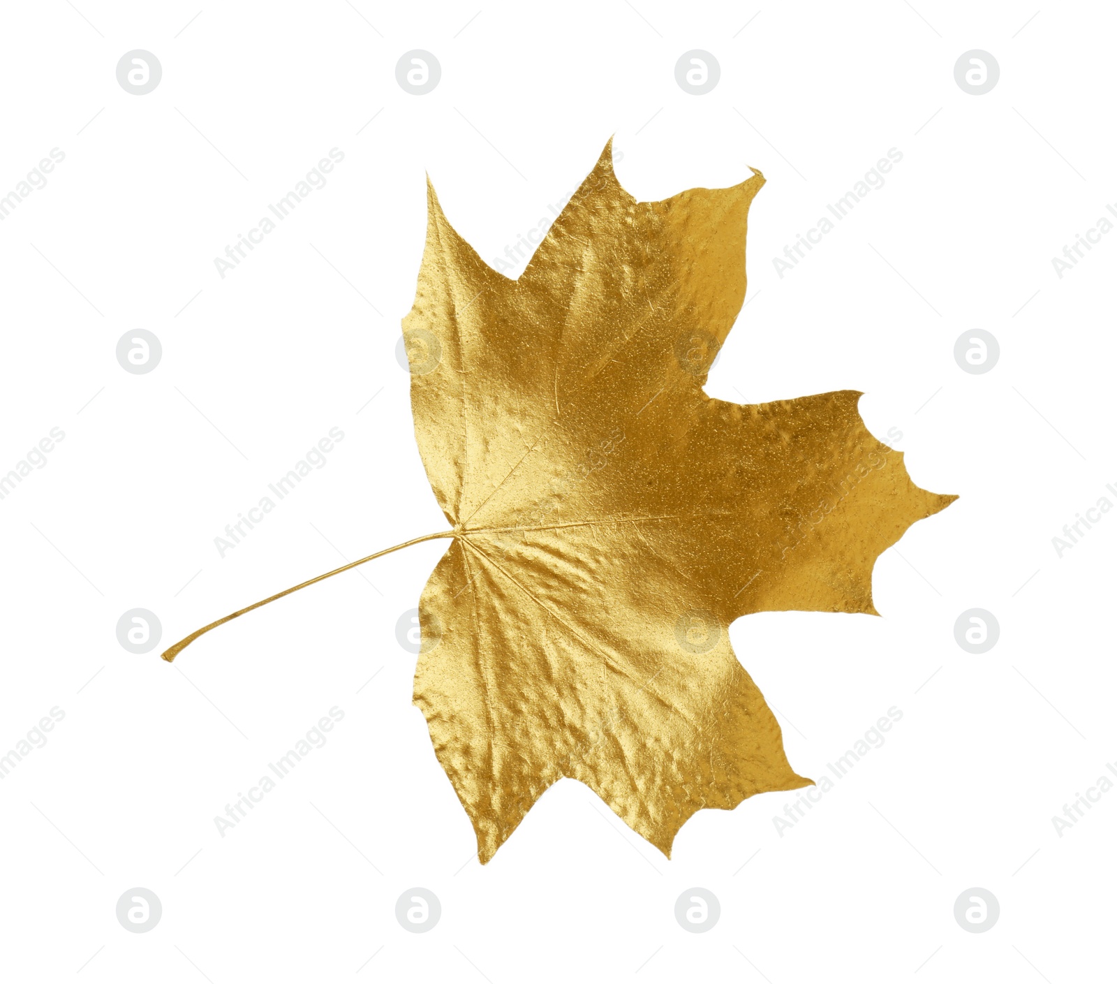 Photo of One golden maple leaf isolated on white. Autumn season