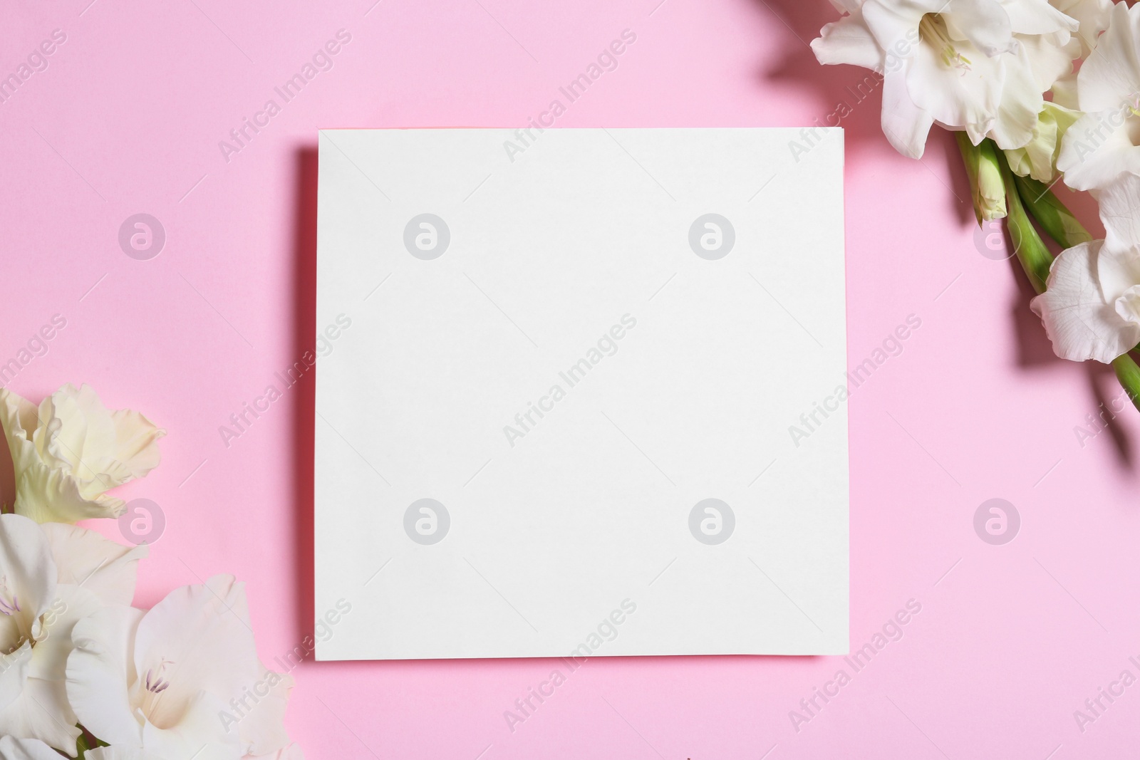 Photo of Beautiful gladiolus flowers with blank card on pink background, flat lay. Space for text