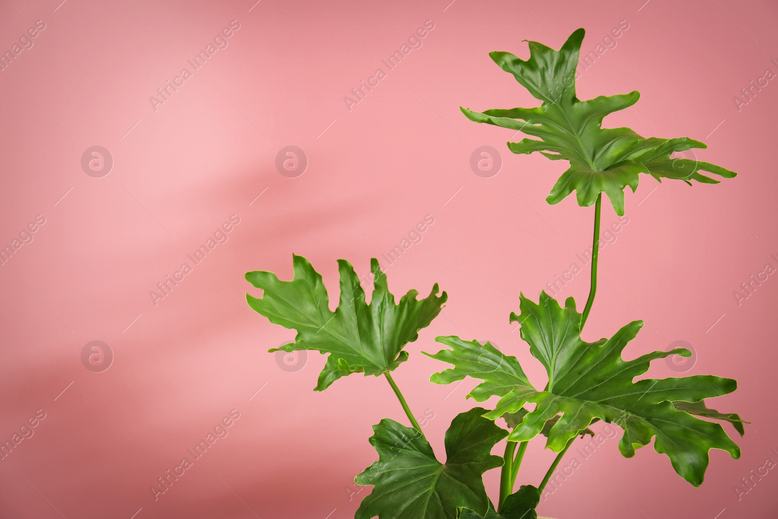 Photo of Tropical philodendron with big leaves on color background