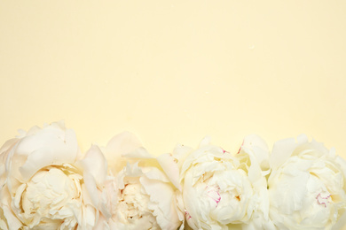 Photo of Beautiful white peonies on beige background, flat lay. Space for text