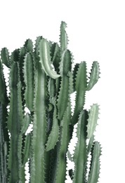 Image of Beautiful cactus on white background. Color toned