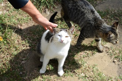 Woman stroking stray cat outdoors, closeup. Homeless pet