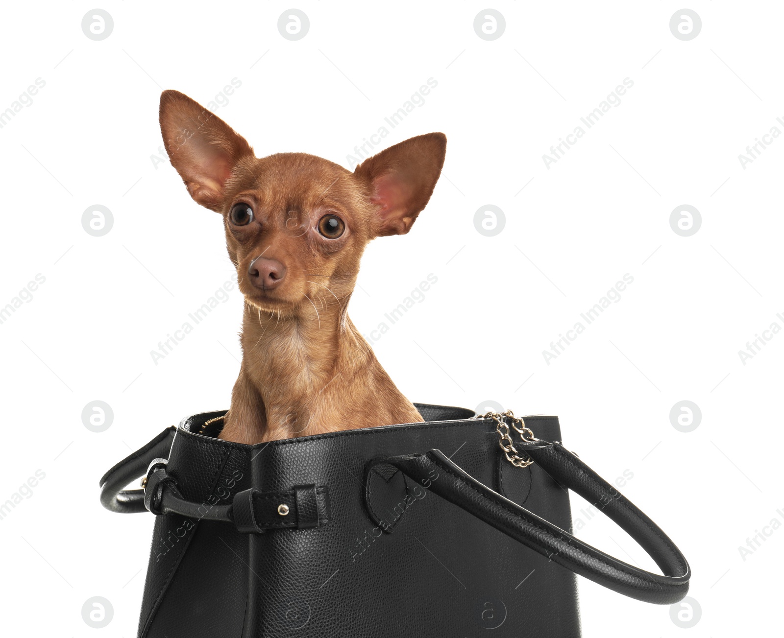 Photo of Cute toy terrier in female handbag isolated on white. Domestic dog