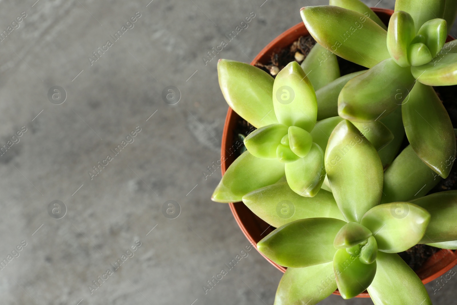 Photo of Beautiful echeverias in pot on grey background, top view with space for text. Succulent plants