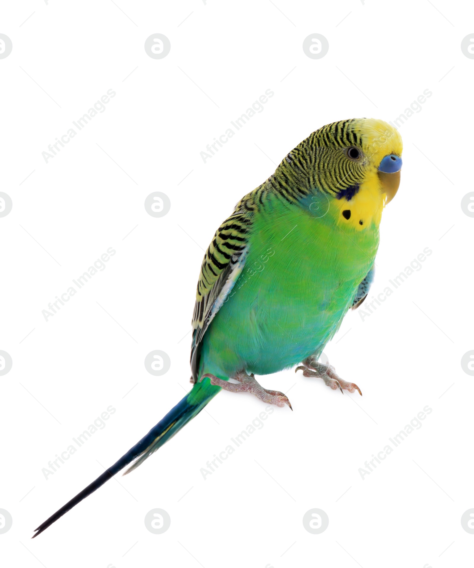 Photo of Beautiful parrot isolated on white. Exotic pet