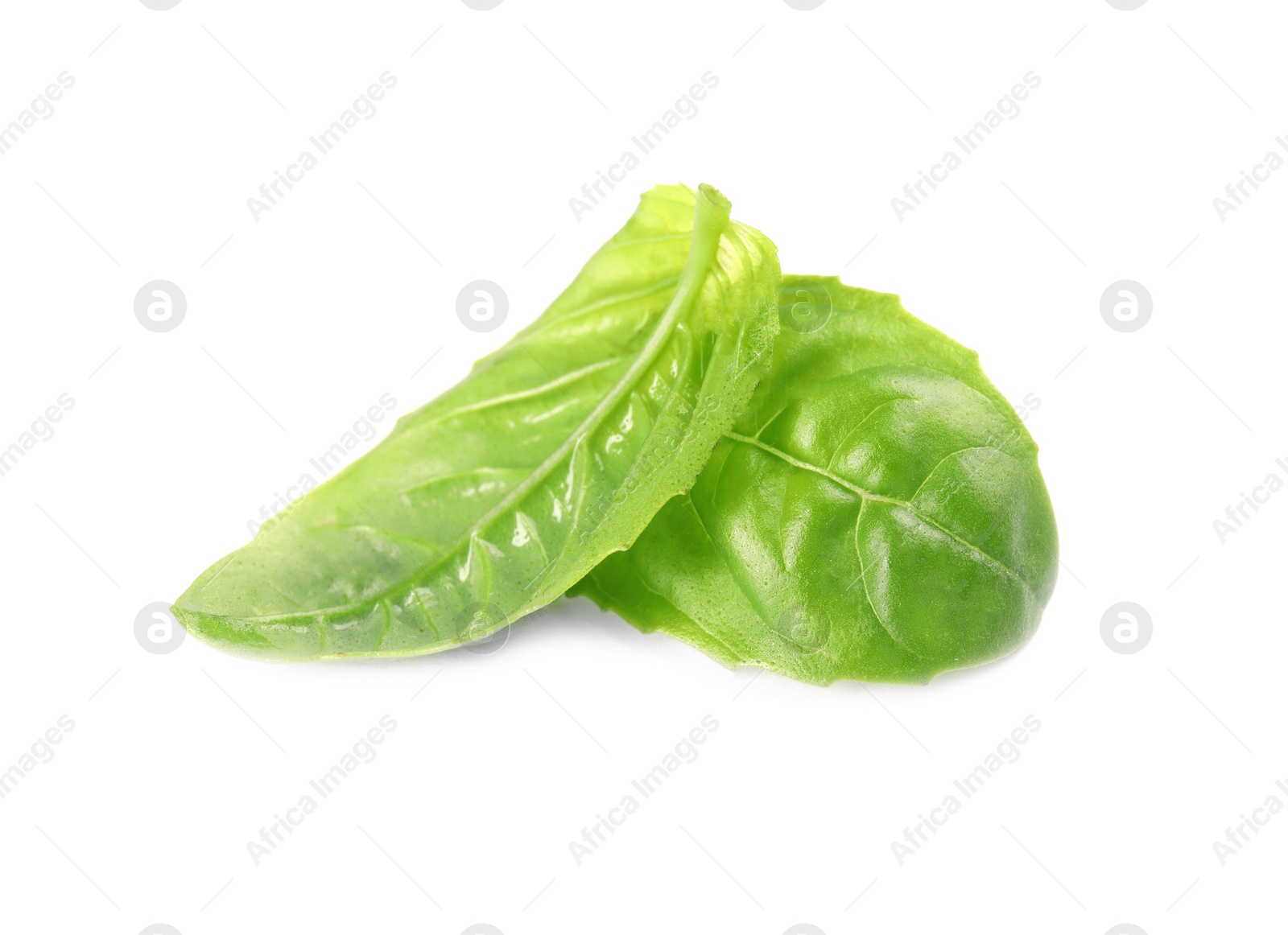 Photo of Fresh green basil leaves on white background