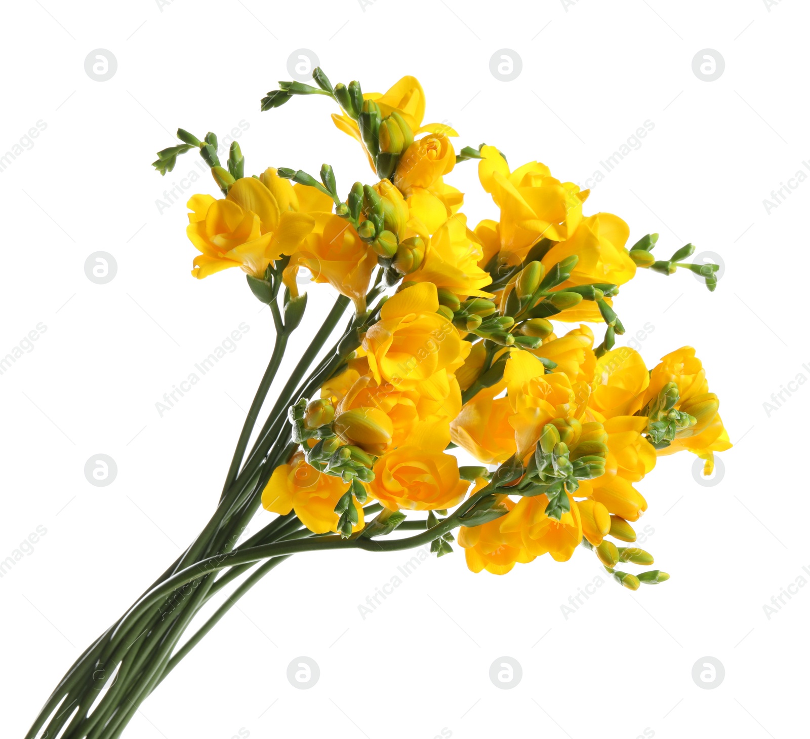 Photo of Bouquet of beautiful yellow freesia flowers on white background