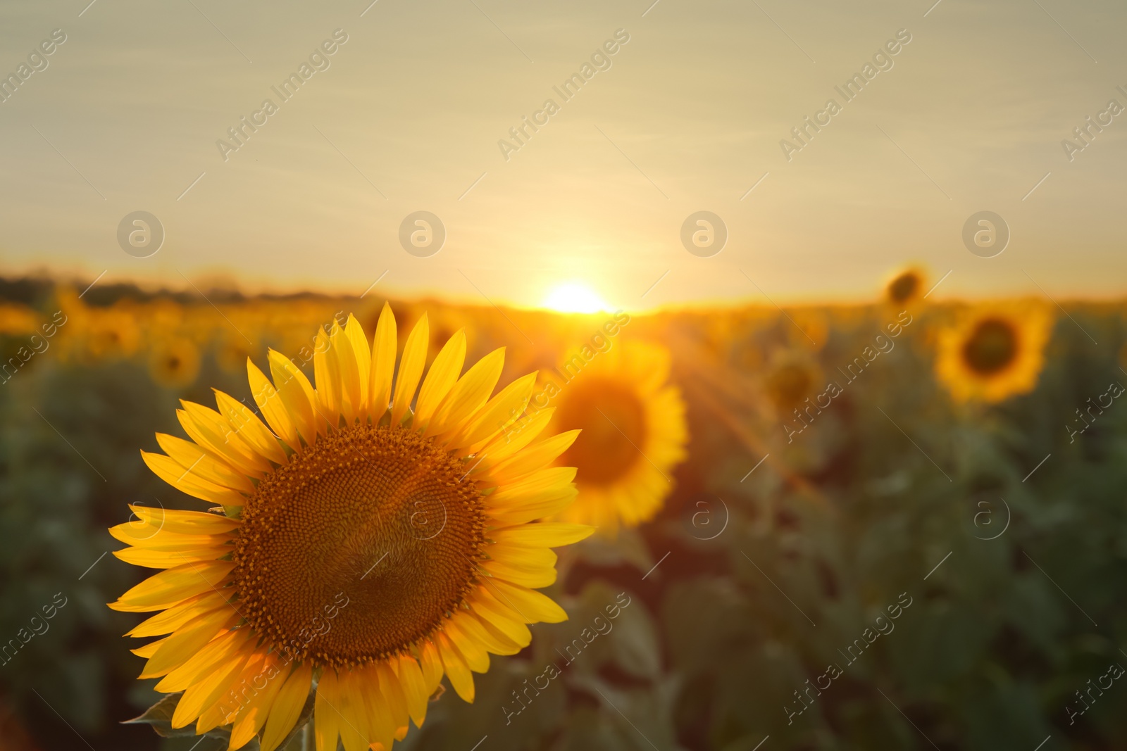 Photo of Beautiful view of field with yellow sunflowers at sunset