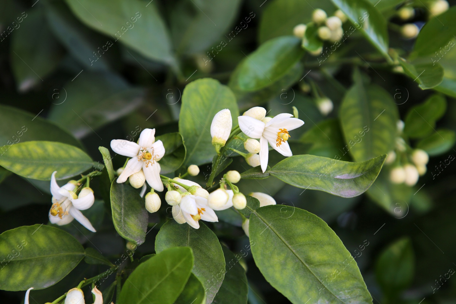 Photo of Beautiful grapefruit flowers blooming on tree branch outdoors