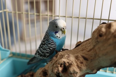 Photo of Beautiful bright parrot on branch. Exotic pet