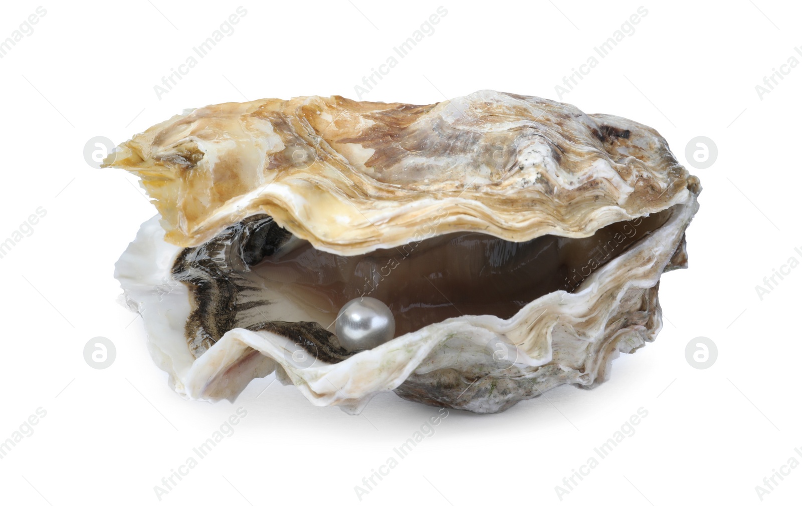 Photo of Open oyster with pearl isolated on white