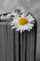 Image of Book with chamomile flowers as bookmarks on light gray background, closeup. Black and white photo with yellow accent