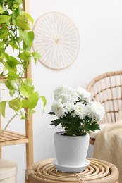 Beautiful chrysanthemum plant in flower pot on wooden table indoors