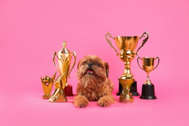 Photo of Cute Brussels Griffon dog with champion trophies on pink background