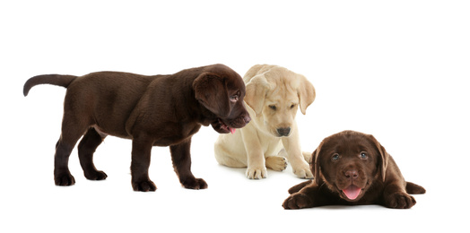 Image of Set of adorable Labrador Retriever puppies on white background