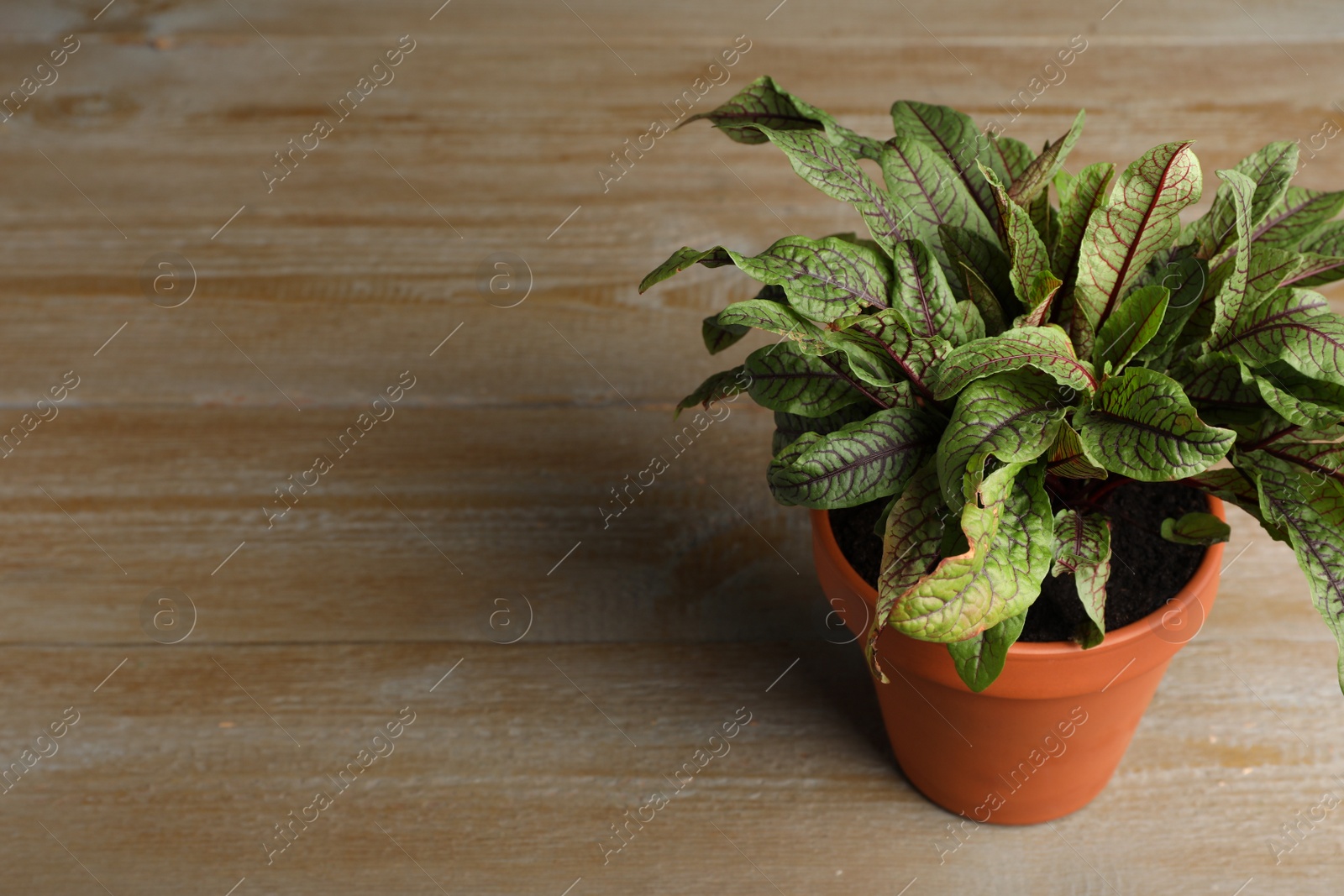 Photo of Sorrel plant in pot on wooden table. Space for text