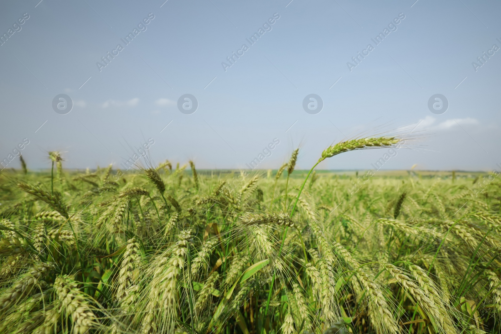 Photo of Beautiful agricultural field with ripening wheat crop