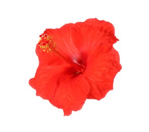 Beautiful red hibiscus flower isolated on white