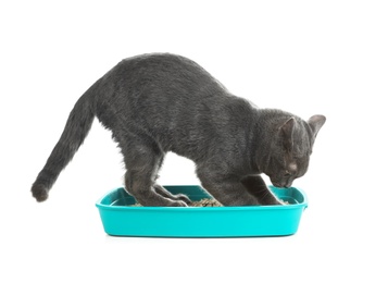Photo of Cat digging in pet toilet on white background