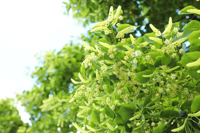 Green linden tree with fresh young leaves and blossom outdoors on sunny spring day, closeup