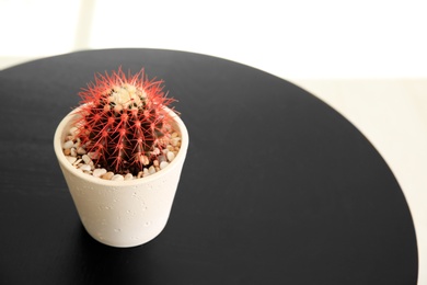 Photo of Beautiful cactus in flowerpot on black table